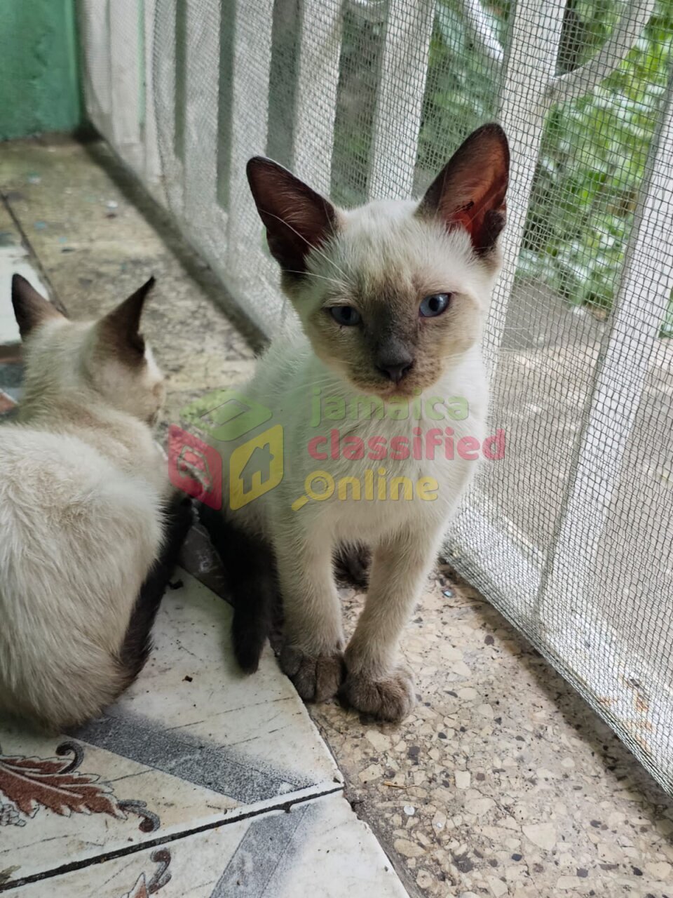 Pedigree Siamese Kittens Available!