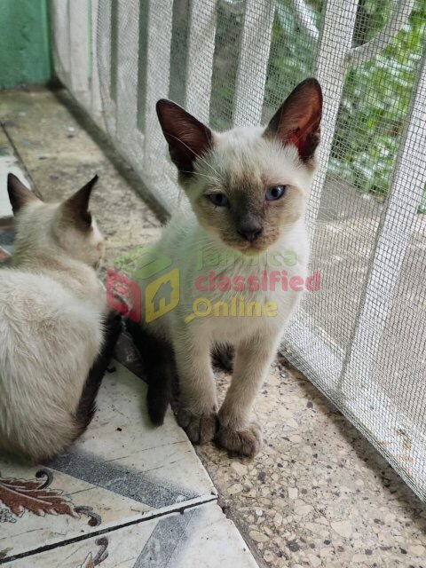 Pedigree Siamese Kittens Available!