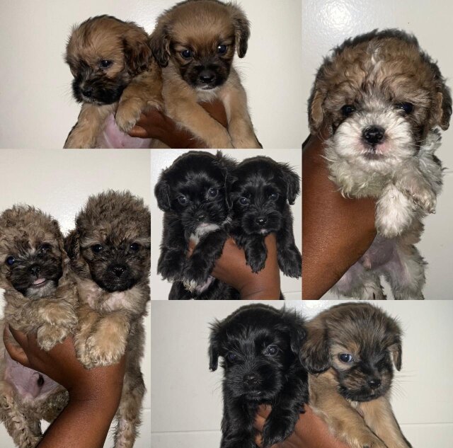 Shih Tzu And Cockapoo Mix Puppies