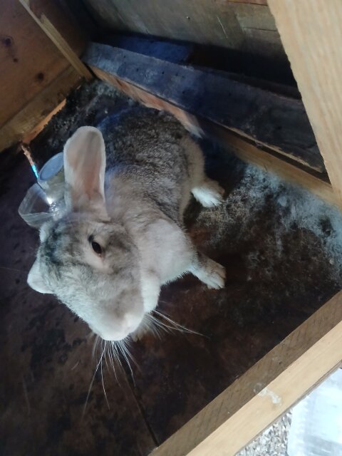 Rabbit
