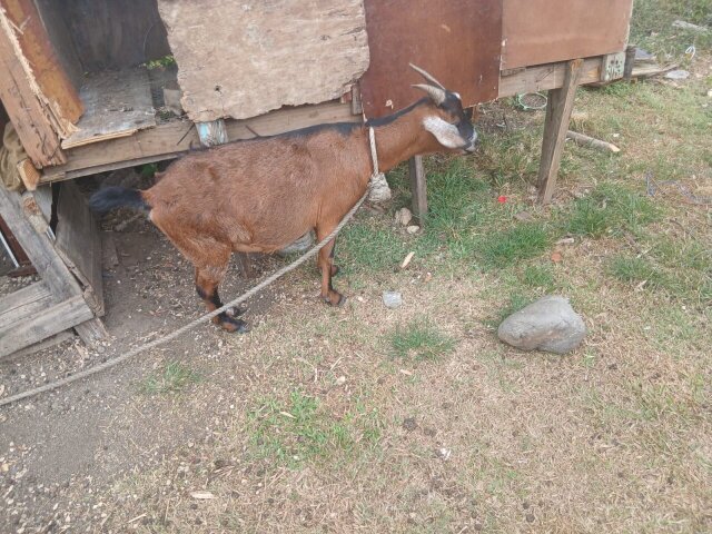 Pregnant Mixed Bred Goat