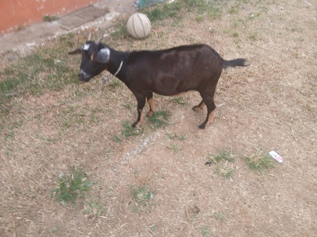 Native Pregnant Goat