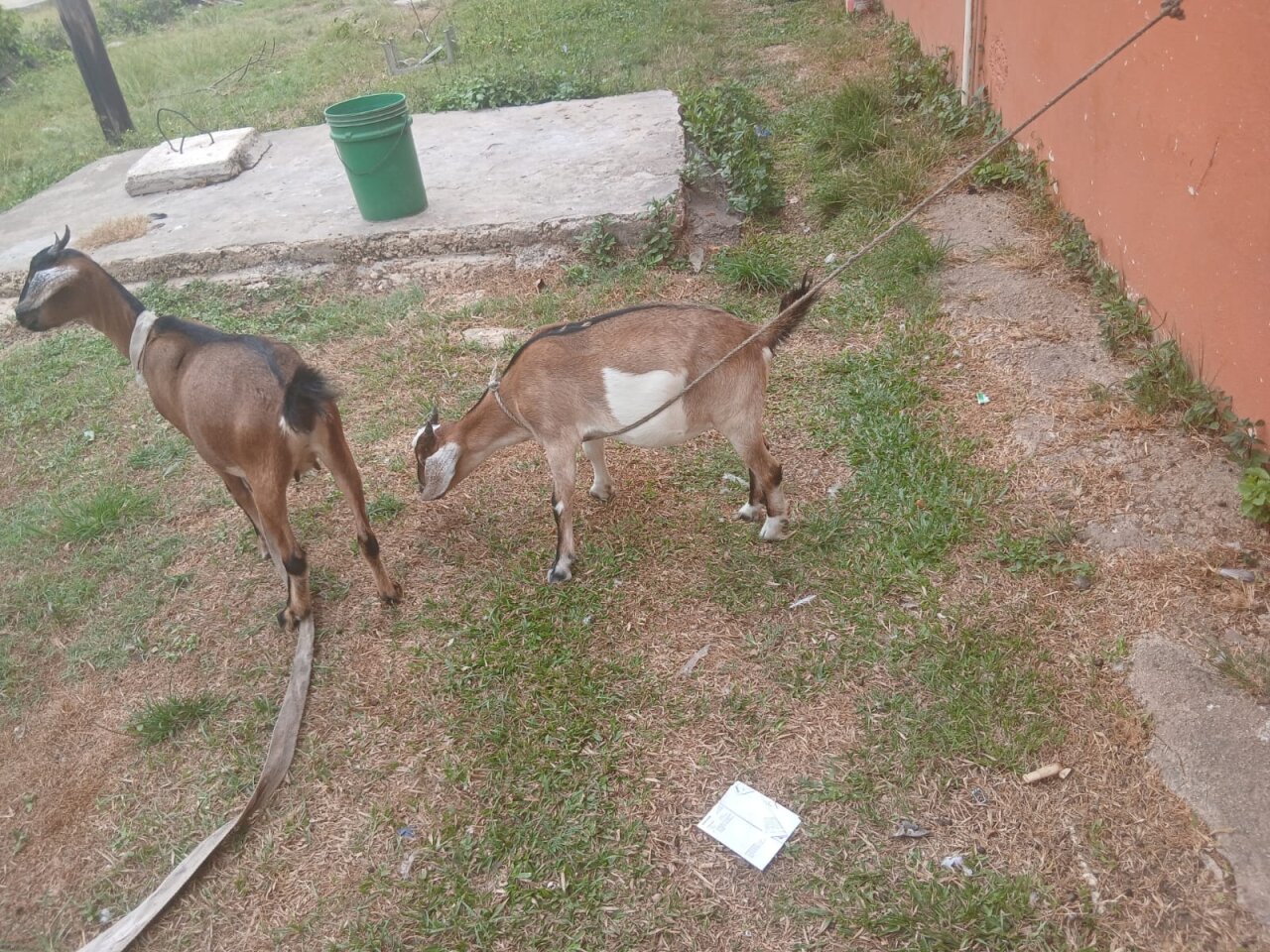 6 Month Old Graded Female Goat Might Be Pregnant