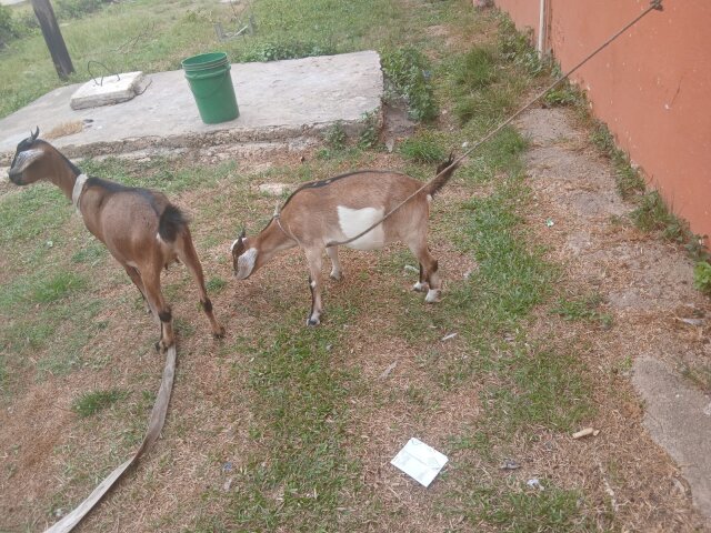 6 Month Old Graded Female Goat Might Be Pregnant