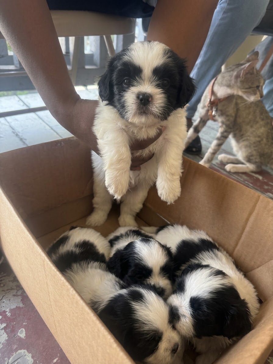 Shih Tzu Puppies
