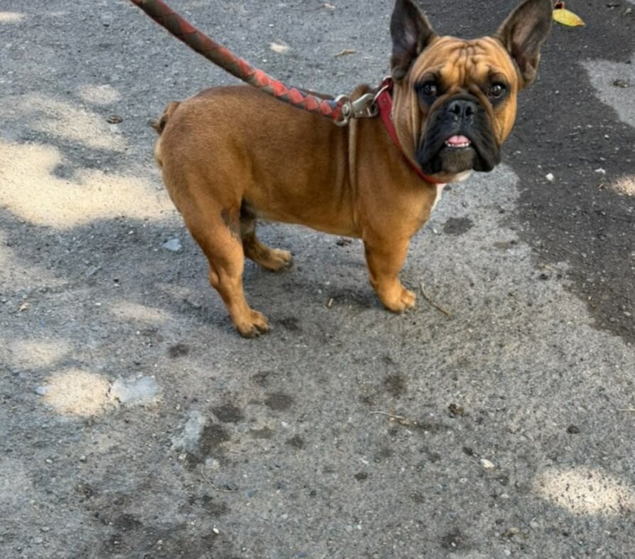 Male French Bulldog For Stud Service