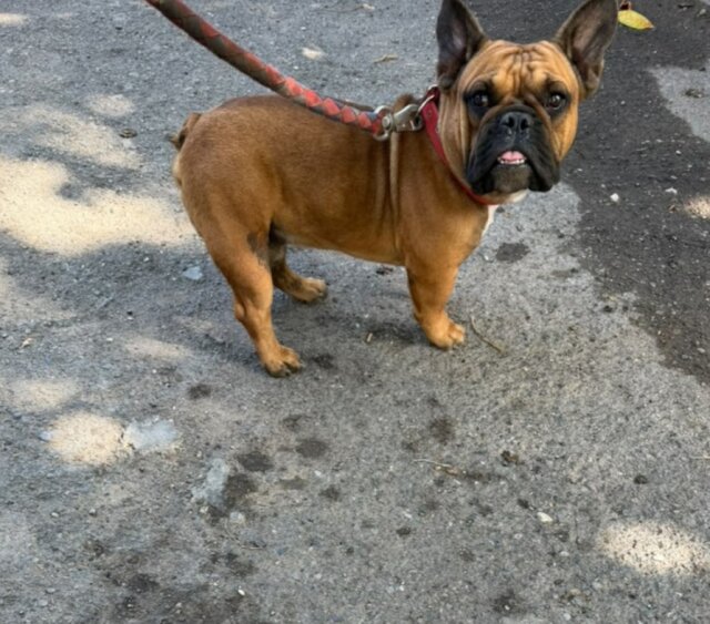 Male French Bulldog For Stud Service