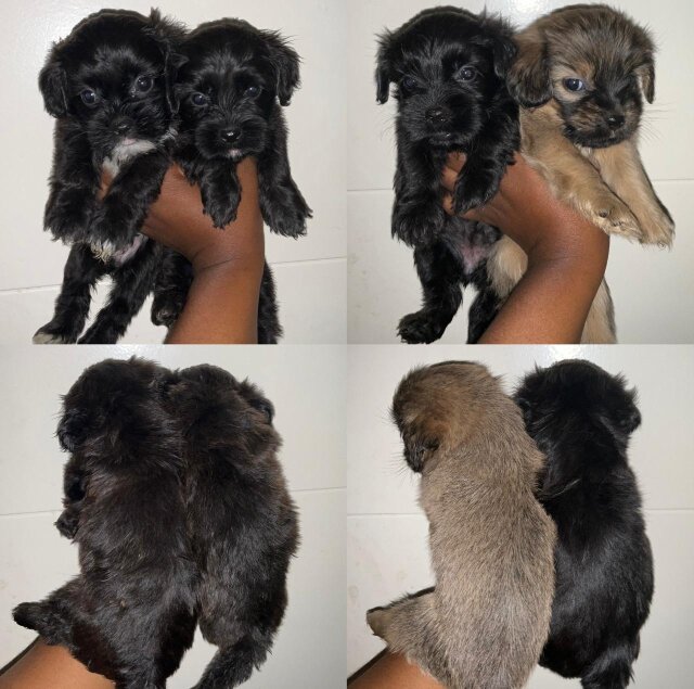 Shih Tzu And Cockapoo Puppies
