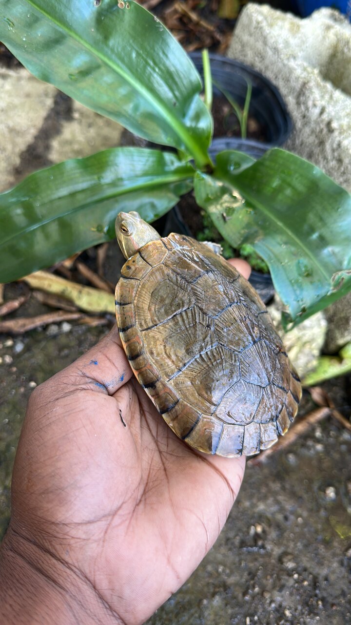 Pet Turtles For Sale In Jamaica