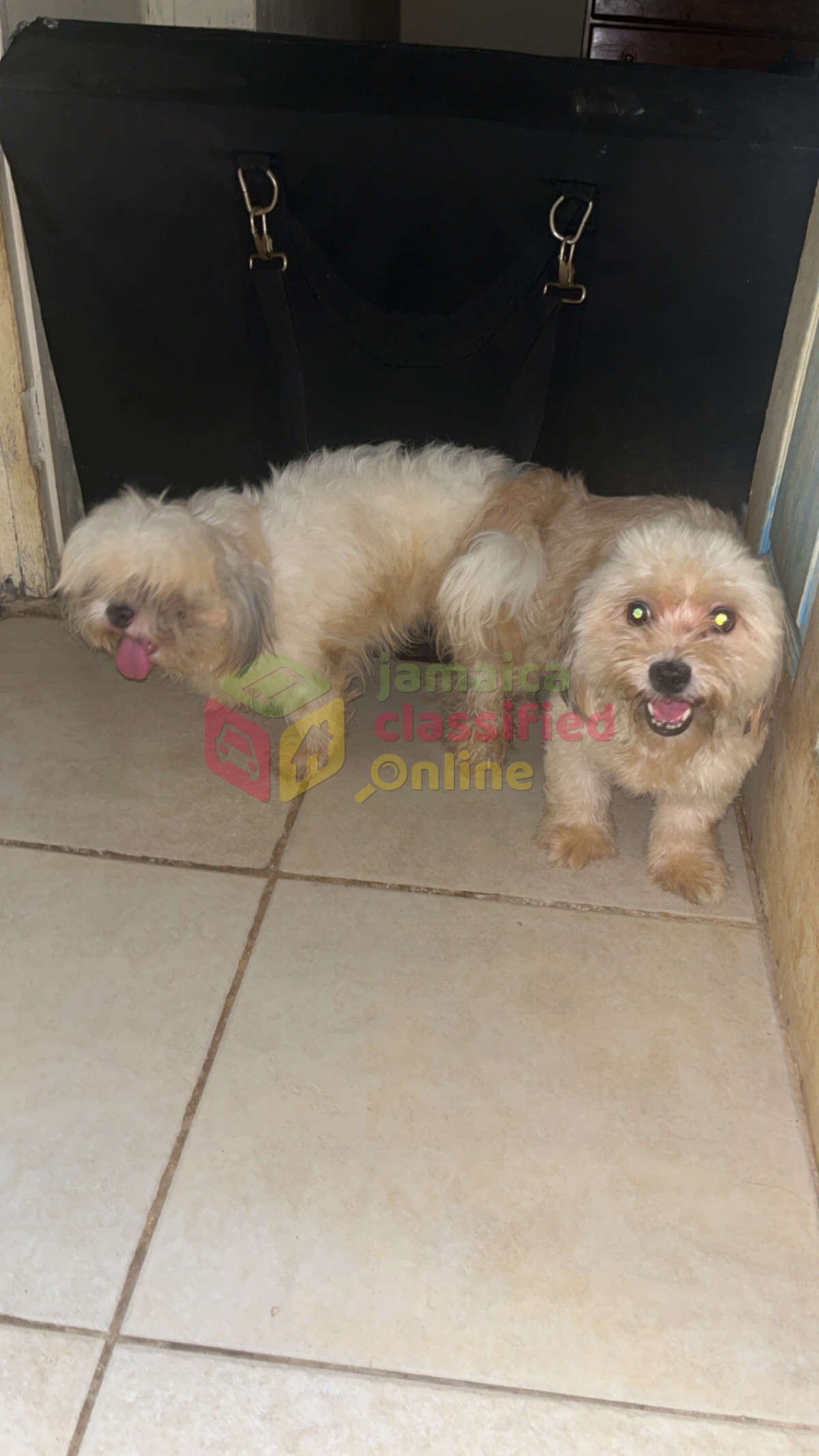 Shihtzu Stud Service Available 