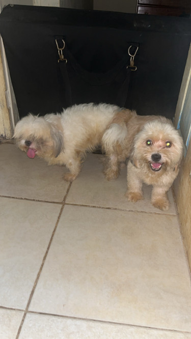 Shihtzu Stud Service Available 