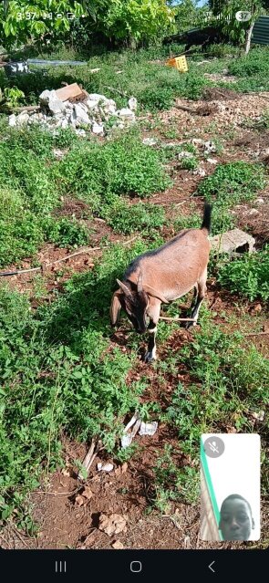 Kid Goat