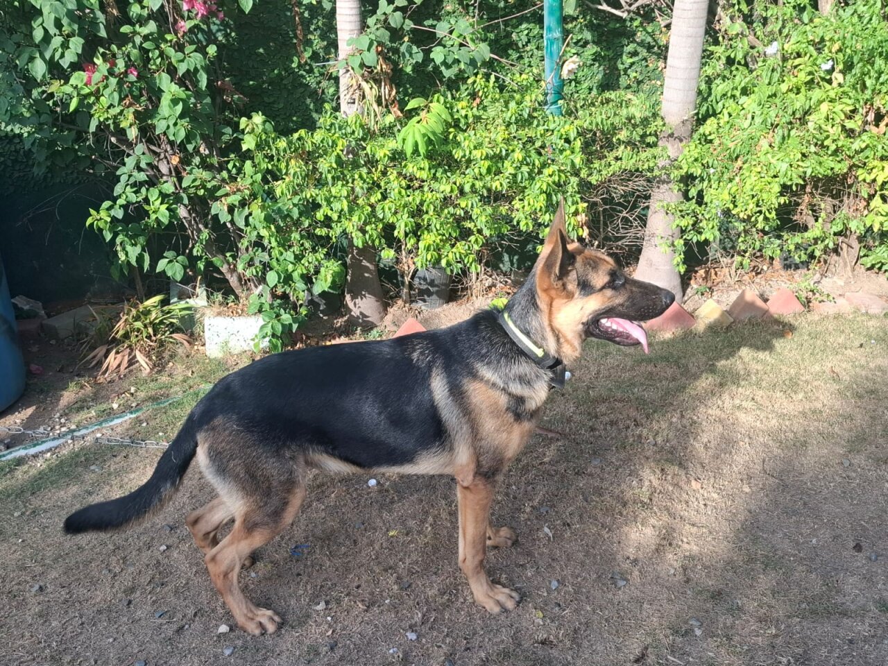 German Shepherd Available