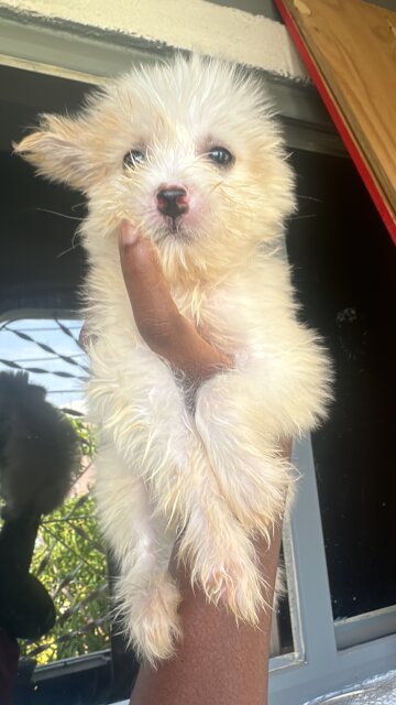 Shihtuz Mix