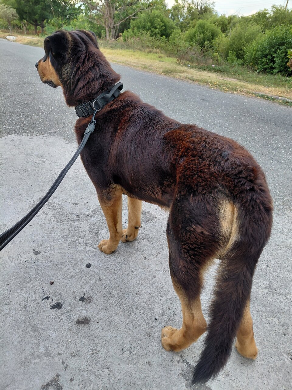 Rottweiler X German Shepherd Available For Stud