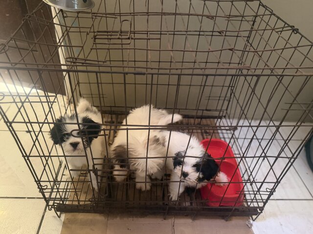Shih Tzu Male And Female
