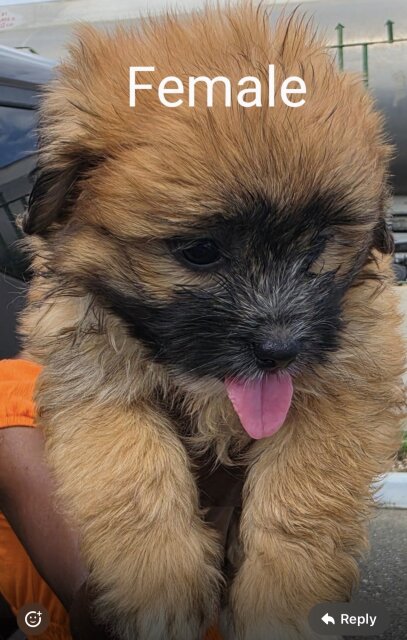 Shih Tzu And Pomeranian Mix Pups For Sale