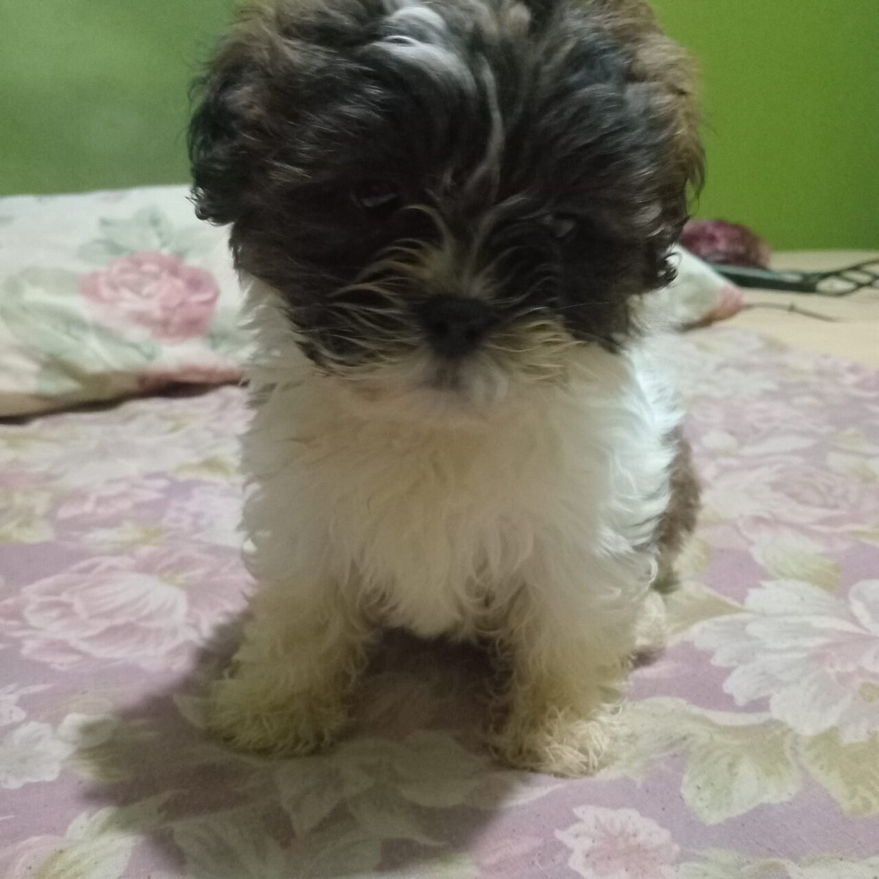 Shih-poo For Sale