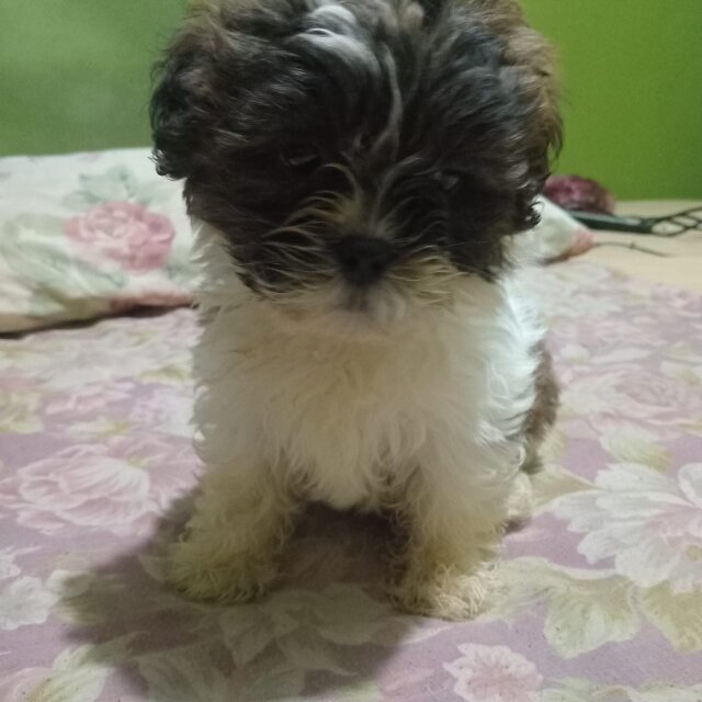 Shih-poo For Sale