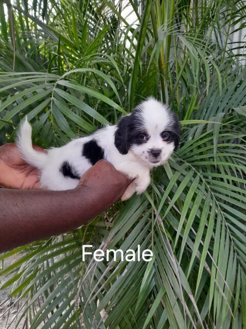 10 Weeks Old Shih-poo