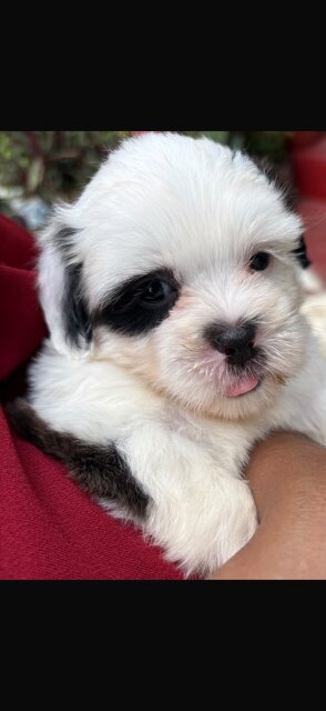 Shipoo Puppy Female