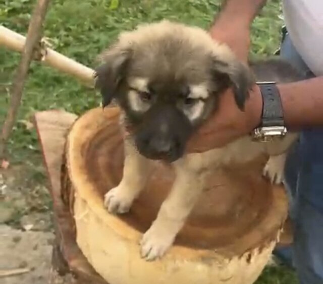 German Shepherd Mixed Puppies