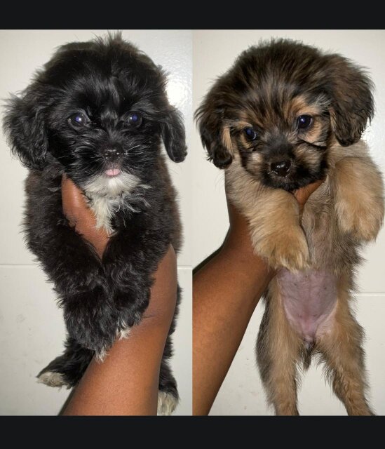 Shihpoo Puppies For Sale