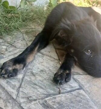 German Shepherd Mix