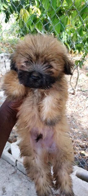 Pomeranian/Shihtzu  For Sale
