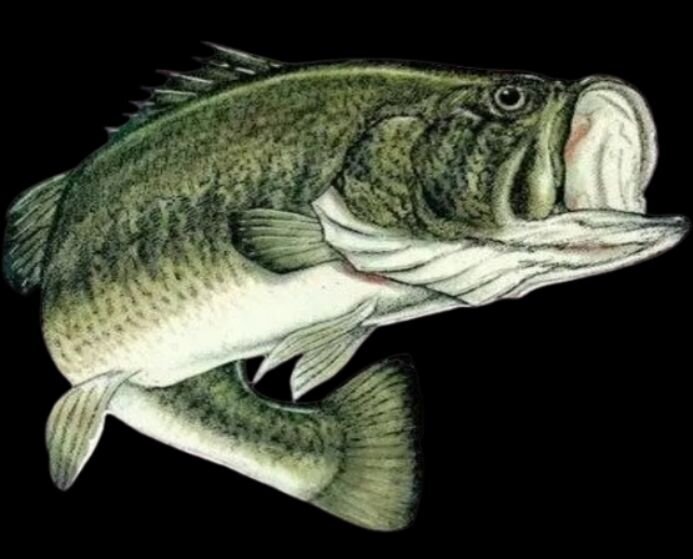 Bass Fishing Tournament
