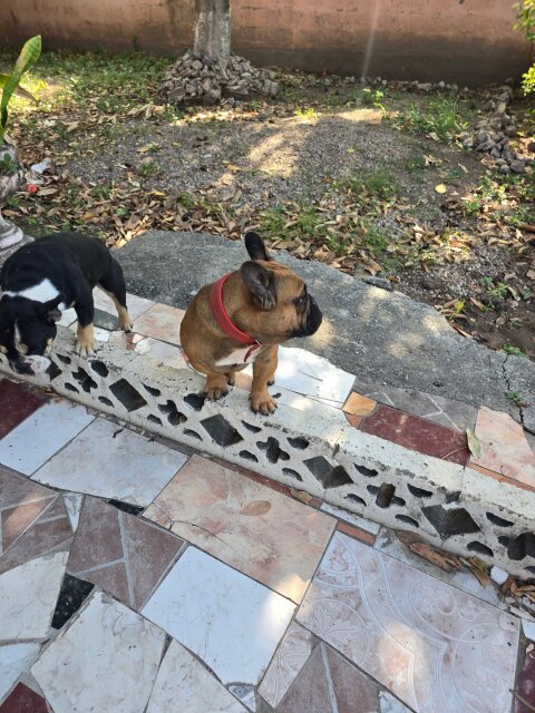 Frenchie