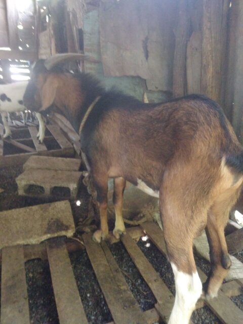 Package 16 Goats For Sale