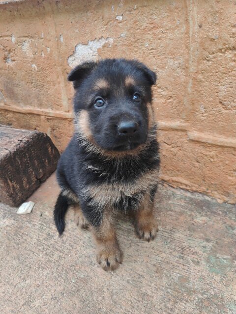 Purebred Male German Shepherd Puppies
