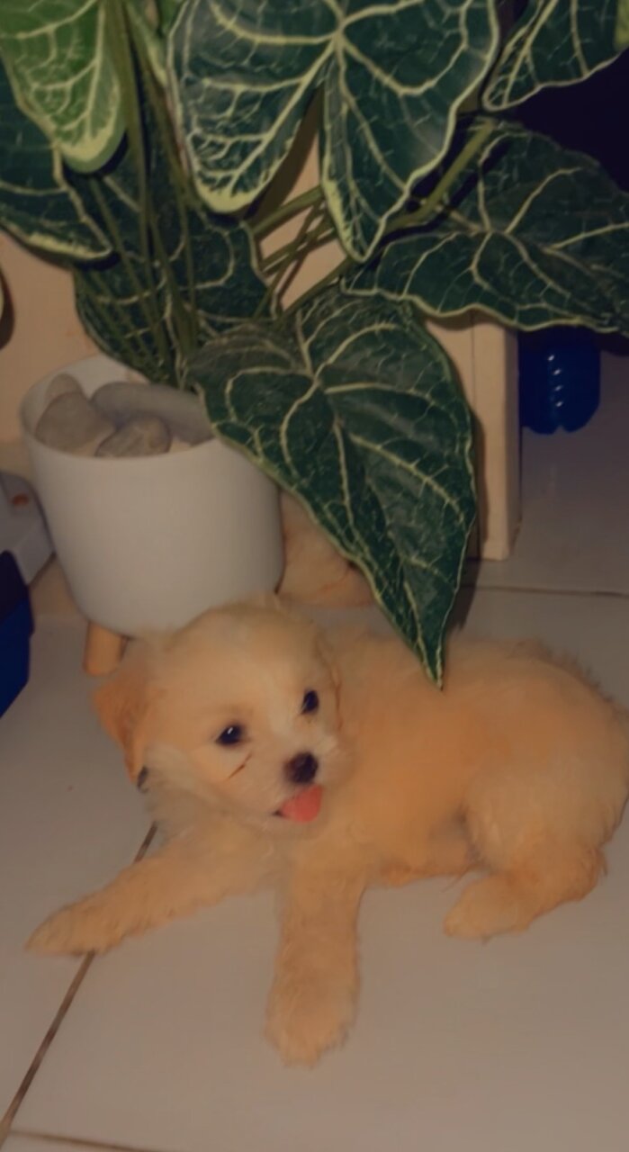 6 Weeks Old Shithzu Poodle Mix Pus
