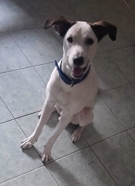 Dog For Adoption