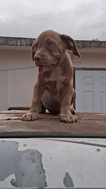 American Bully X Pitbull