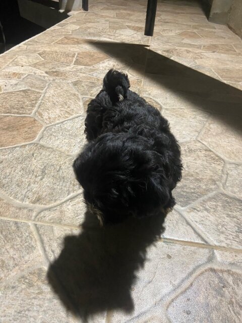 Shitzu Poodle