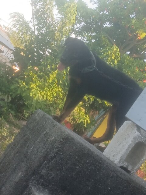 Rottweiler