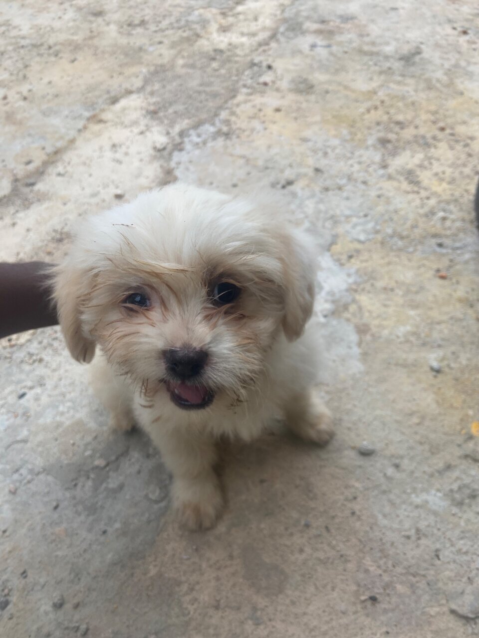 Shitzu Poodle