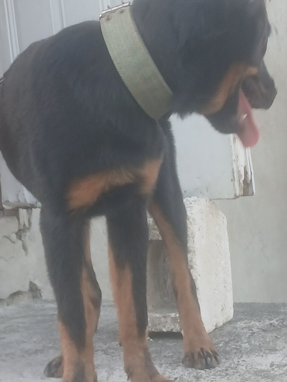 Rottweiler