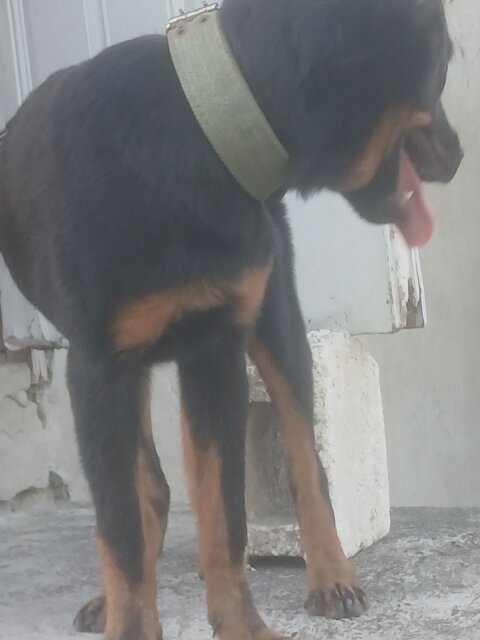 Rottweiler