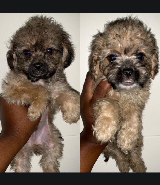 Shihpoo Puppies