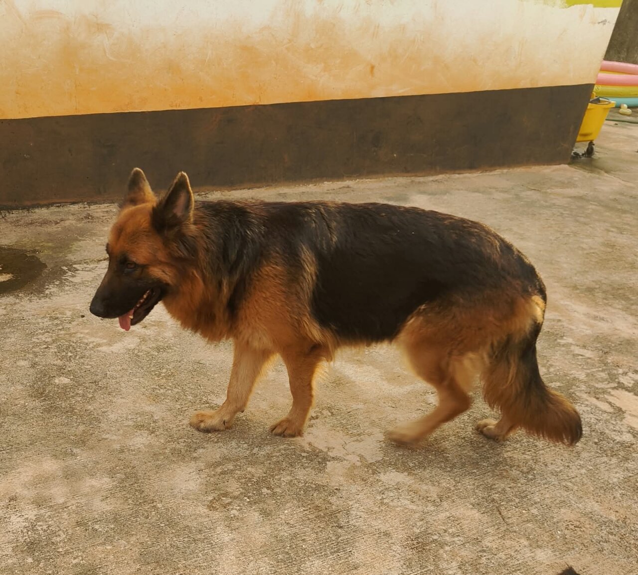 Adult Female German Shepherd