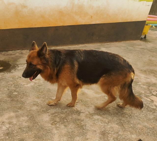 Adult Female German Shepherd