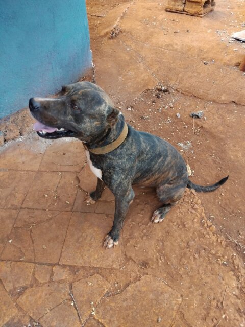 Pitbill
