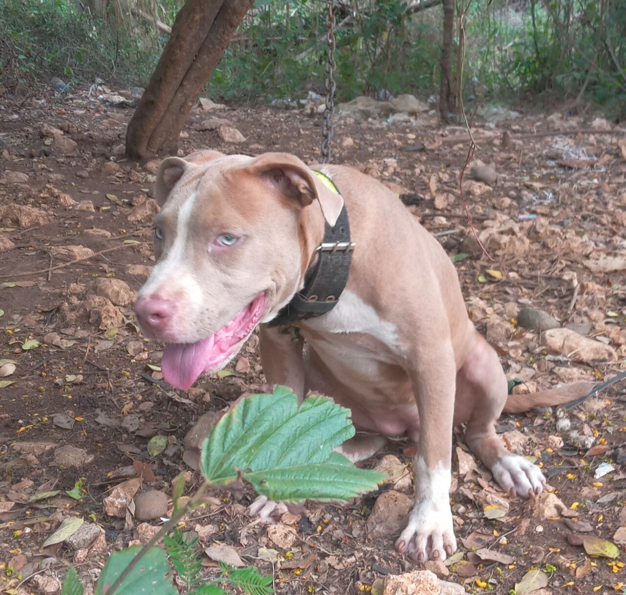 Female Bully