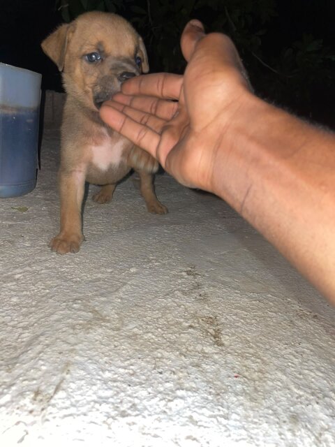 Mix Puppies