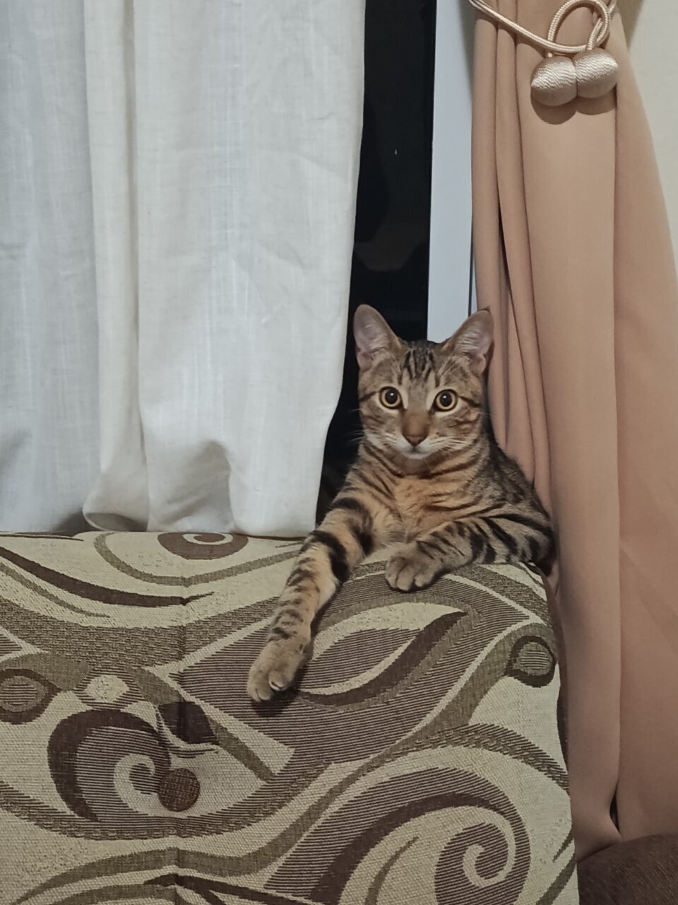 Playful Male Cat For Rehoming