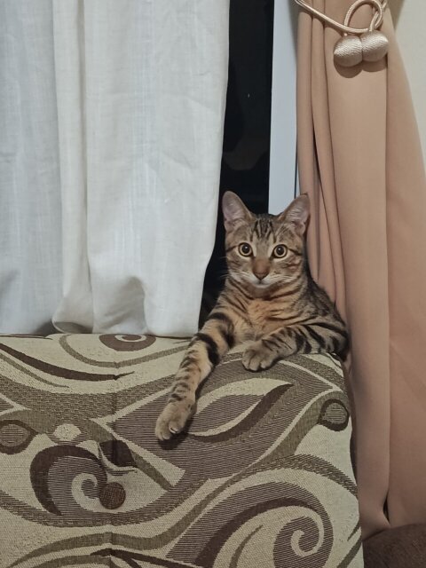 Playful Male Cat For Rehoming