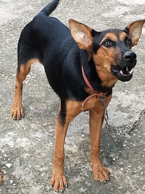 Rotti And German Mixed